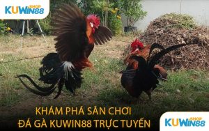 Khám Phá Sân Chơi Đá Gà KUWIN88 Trực Tuyến