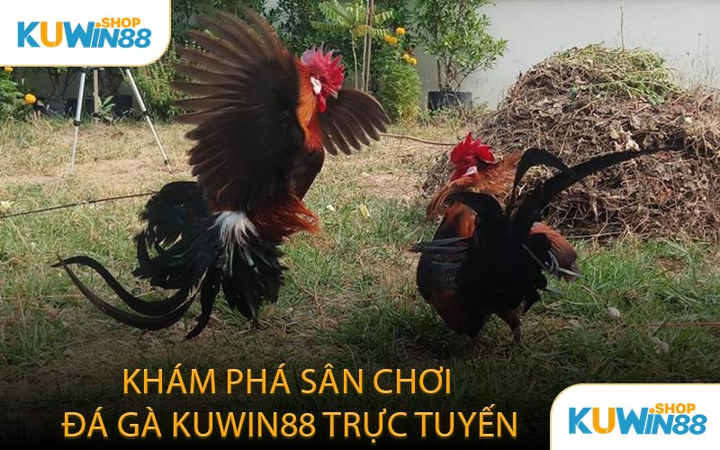 Khám Phá Sân Chơi Đá Gà KUWIN88 Trực Tuyến