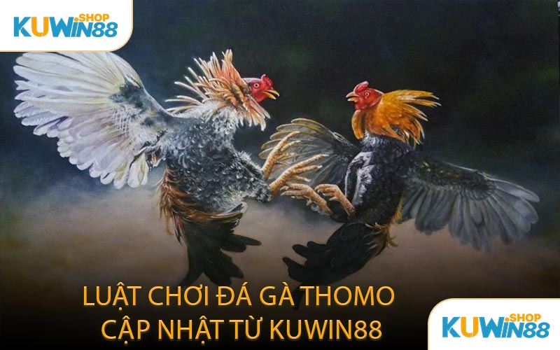 Luật Chơi Đá Gà Thomo Cập Nhật Từ KUWIN88