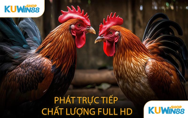 Phát Trực Tiếp Chất Lượng Full HD