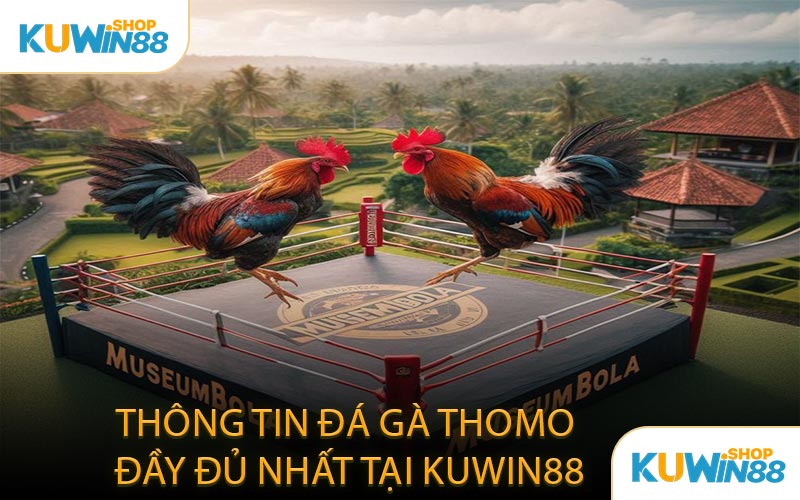 Thông Tin Đá Gà Thomo Đầy Đủ Nhất Tại KUWIN88