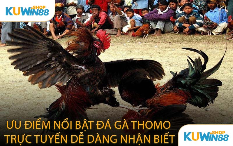 Ưu Điểm Nổi Bật Đá Gà Thomo Trực Tuyến Dễ Dàng Nhận Biết
